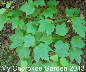 mapleleaf viburnum