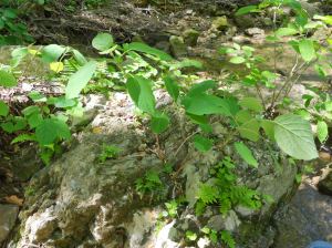 seven bark hydrangea -wild