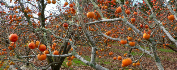 persimmon tree