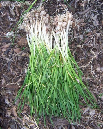 wild onion bulbs-march 2014