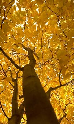 yellowwood-tree-autumn