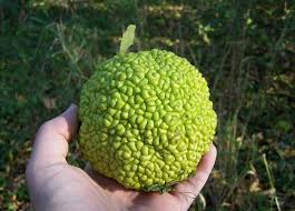 osage orange fruit