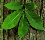shagbark hickory leaf