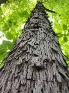shagbark hickory
