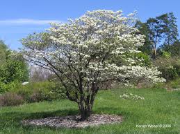 Flowering Dogwood 2