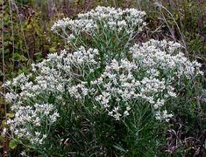 pseudognaphalium_obtusifolium