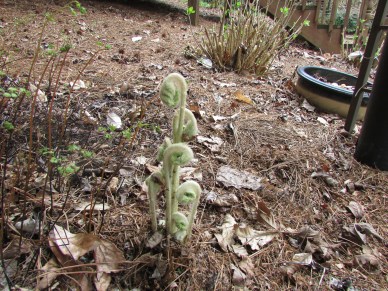 Cinnamon Fern Fiddleheads