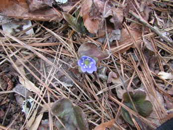 Hepatica -round lobed 03-02-15