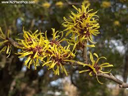 witch Hazel blooms