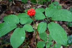 ginseng berries