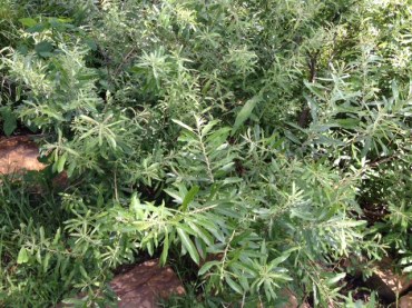 Prairie Willow 2 Tahlequah