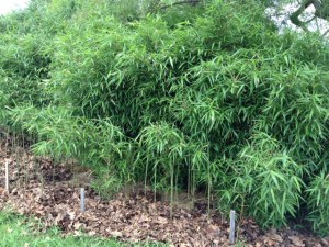 River Cane Tahlequah