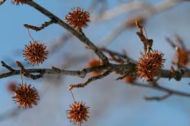 Sweet Gum 3