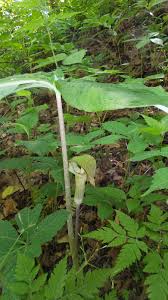 jack-n-the-pulpit 4