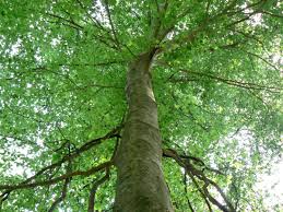 american beech 2