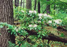 mountain laurel 3