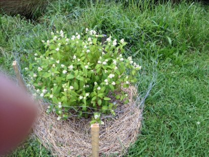 New Jersey Tea Tahlequah