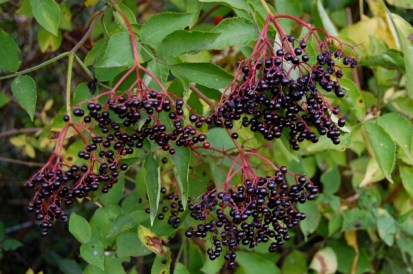 elderberries 1