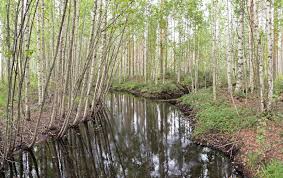 river birch 3