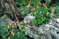 red columbine 3