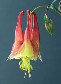 red columbine 4