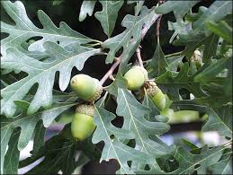 White Oak-leaves and acorns