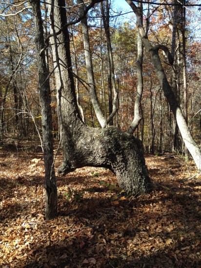 White Oak-Richland 2014