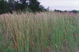 Broomsedge Bluestem 1