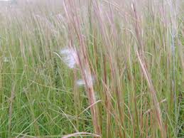 broomsedge Bluestem 2