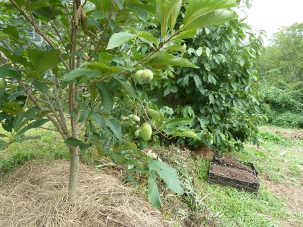 paw paw tree 2