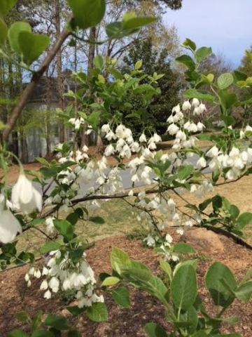 Carolina Silverbell 2