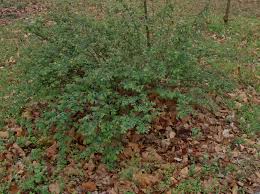 Buckbrush (Ceanothus cuneatus) | My Cherokee Garden