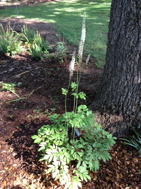 Black Cohosh (Actaea racemosa) | My Cherokee Garden