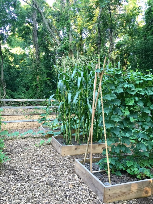 cherokee-garden-vegetables-2016