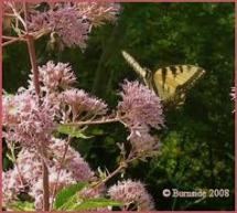 joe-pye-weed-2