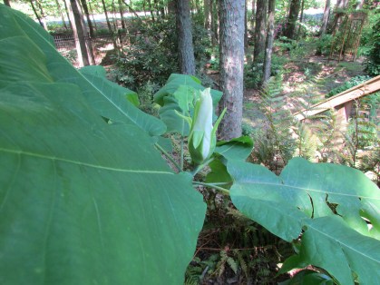 big-leaf-magnolia-1-3-2016_02_14-20_18_57-utc