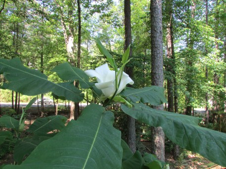 big-leaf-magnolia-1-4-2016_02_14-20_18_57-utc