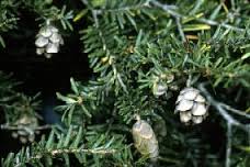 eastern-hemlock-1