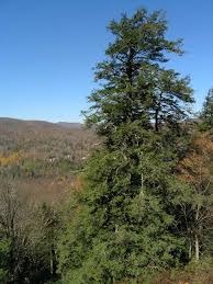 eastern-hemlock-3