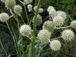 rattlesnake-master-1