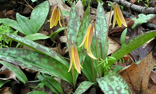 Trout_Lily 1