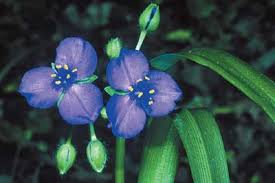 Virginia Spiderwort 2