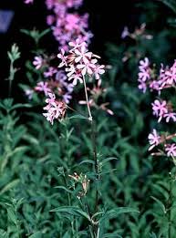 Soapwort (bouncing bet)2