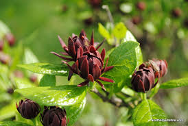 Sweet Shrub 3