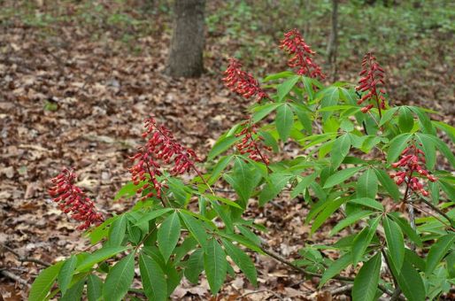 red buckeye 1