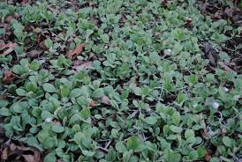 Woman's Tobacco (Antennaria plantaginifolia)