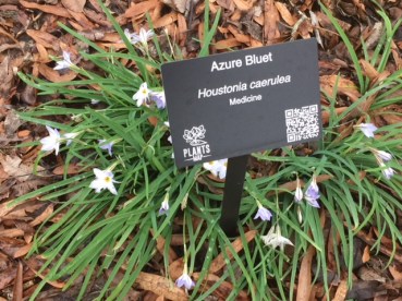 Azure Bluet-Feb.28,2018