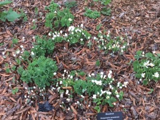 Bloodroot-Feb.28,2018