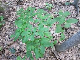 Northern Spicebush 1