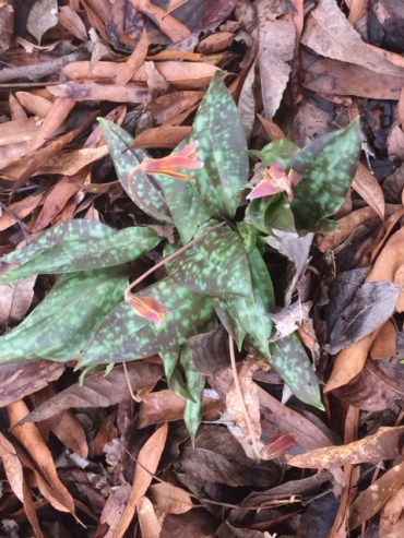 Trout Lily-Feb. 28,2018